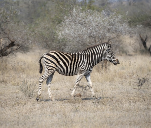 Plains zebra (Equus quagga), in dry grass, Kruger National Park, South Africa, Africa