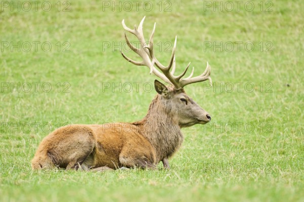 A resting deer with large antlers lying down on a grassy field, Red deer (Cervus elaphus), Wildpark Aurach, Austria, Europe