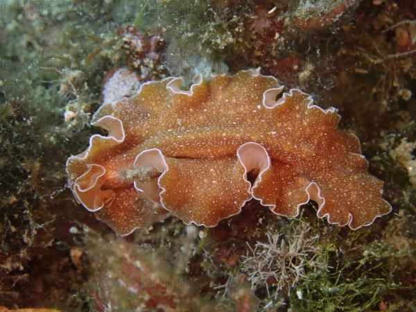 An orange sea creature with wavy edges and a filigree pattern, golden flatworm (Yungia aurantiaca), glides across the bottom. Dive site Marine reserve Cap de Creus, Rosas, Costa Brava, Spain, Mediterranean Sea, Europe