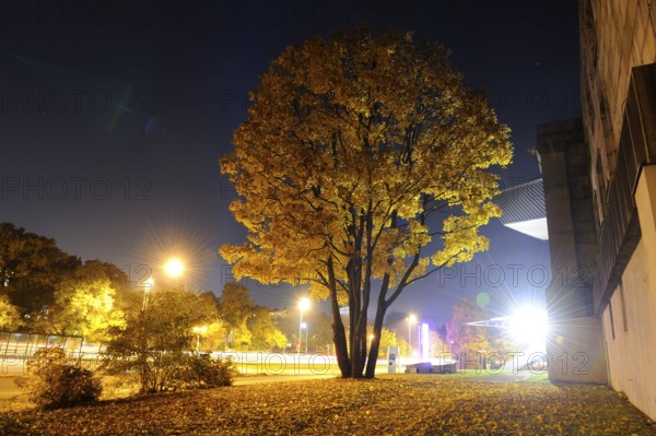 A large tree with yellow foliage on an autumn evening, illuminated by street lamps and surrounded by a quiet urban area, field maple (Acer campestre), Nuremberg