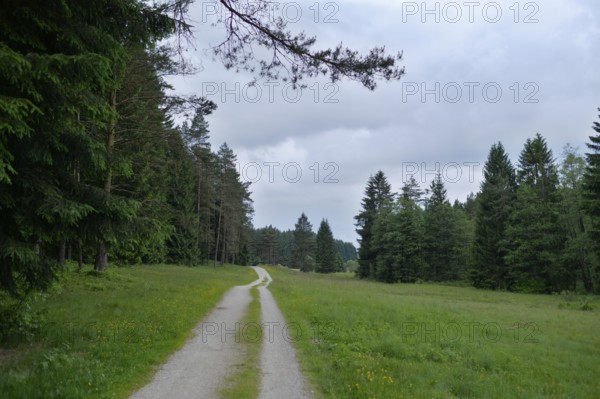 A long forest path leads through green meadows and dense trees under a grey sky, Upper Palatinate
