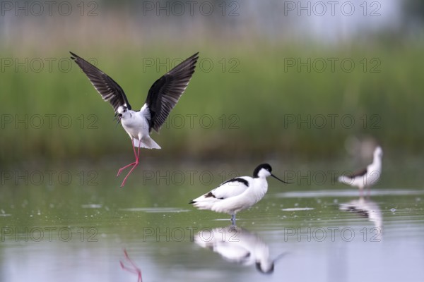 Black-winged Stilt (Himantopus himantopus) and black-capped avocet (Recurvirostra avosetta), in the water, Lake Neusiedl-Seewinkel National Park, Burgenland, Austria, Europe