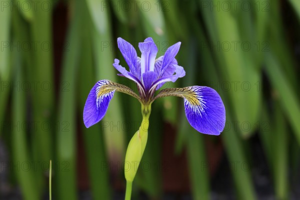 American marsh iris (Iris versicolor), flower, in bloom, at a pond, Ellerstadt, Germany, Europe