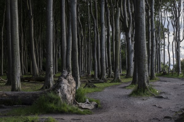 Beech forest (Fagus sylvatica), Ghost Forest Nienhagen, Mecklenburg-Western Pomerania, Germany, Europe