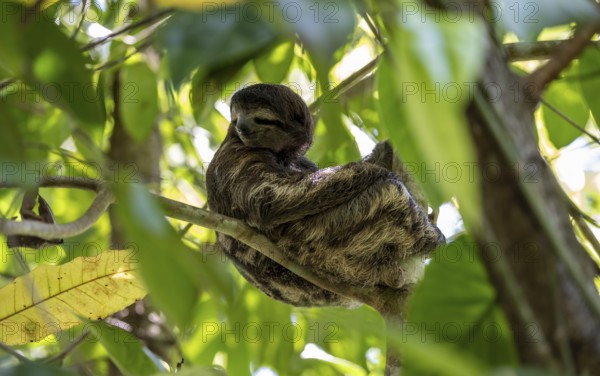 Brown-throated sloth (Bradypus variegatus) sitting in a tree, Cahuita National Park, Costa Rica, Central America