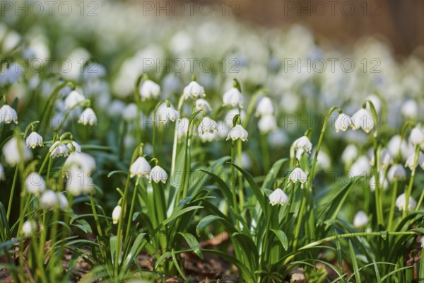 Spring snowflake (Leucojum vernum) flowering in a forest in spring, Upper Palatinate, Bavaria, Germany, Europe