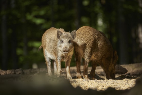 Wild boar (Sus scrofa) picklet in a forest in summer, Bavarian Forest National Park, Bavaria, Germany, Europe