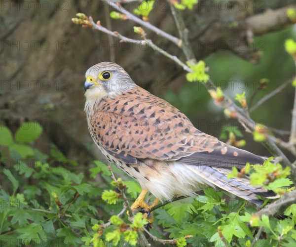 Common kestrel (Falco tinnunculus), male, young bird, sitting in a bush, spring, wildlife, Hüde, Ochsenmoor, Dümmer See, Hüde, Lower Saxony, Germany, Europe