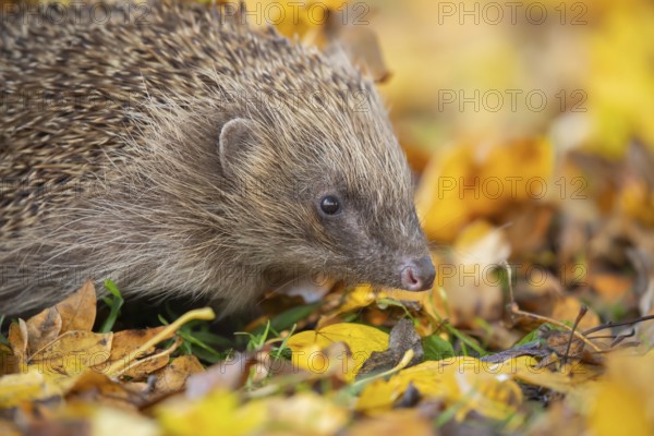 European hedgehog (Erinaceus europaeus) adult animal amongst fallen autumn leaves, Suffolk, England, United Kingdom, Europe