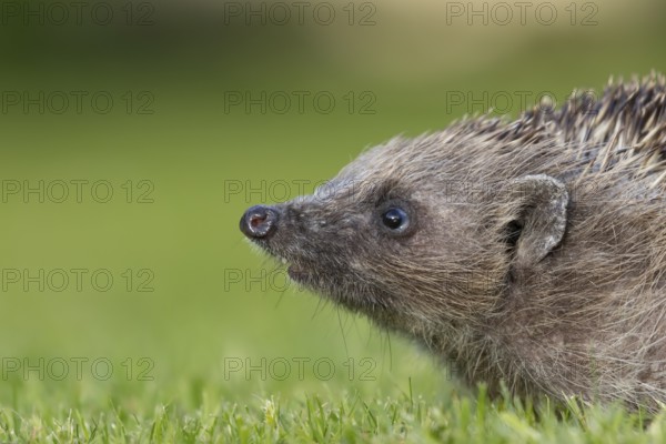 European hedgehog (Erinaceus europaeus) adult animal on a garden grass lawn, Suffolk, England, United Kingdom, Europe