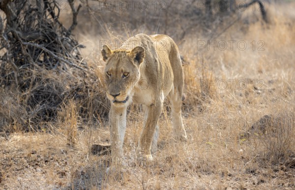 Lion (Panthera leo), adult female, walking through dry grass, African savannah, Kruger National Park, South Africa, Africa