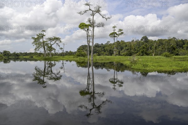 Waterscape on the Akaka River, Loango National Park, Parc National de Loango, Ogooué-Maritime Province, Gabon, Africa