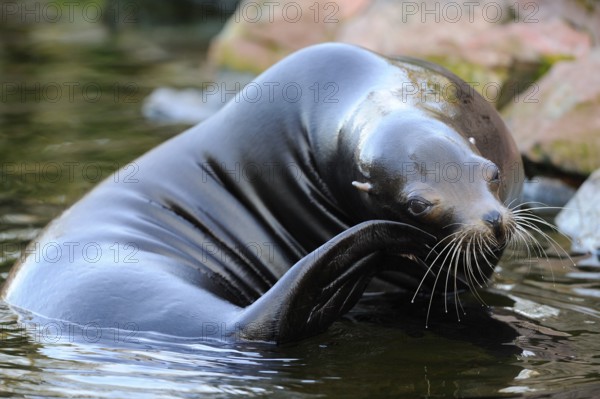 A sea lion relaxes on the shore and scratches itself, California sea lion (Zalophus californianus), captive