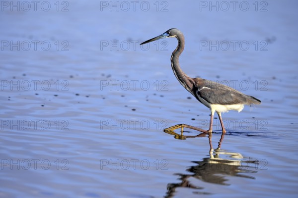 Tricoloured Heron (Egretta tricolor), adult, in the water, foraging, Merritt Island, Black Point Wildlife Drive, Florida, USA, North America