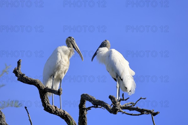 Wood stork (Mycteria americana), adult, pair, perch, St. Augustine, Florida, USA, North America