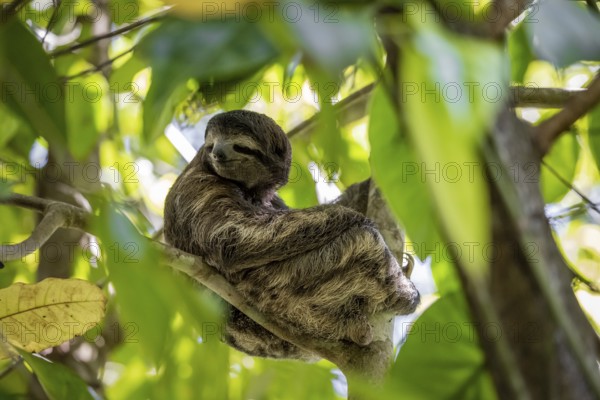 Brown-throated sloth (Bradypus variegatus) sitting in a tree, Cahuita National Park, Costa Rica, Central America