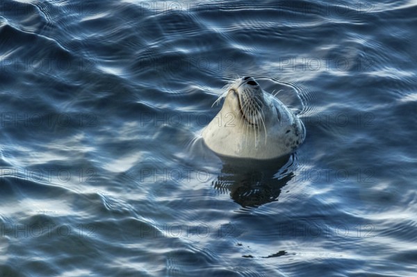 Harbor seal, phoca vitulina vitulina. Seal floating in the sea and watching. Head above the water. Forillon national park. Province of Quebec. Canada