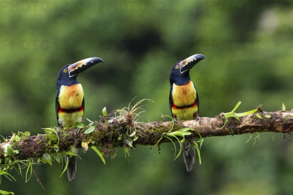 Collared Aracari (Pteroglossus torquatus), Toucans (Ramphastidae), Laguna del Lagarto Lodge, Alajuela, Costa Rica, Central America