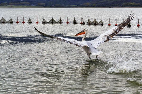 Dalmatian Pelican (Pelecanus crispus) flying away, wings spread, Lake Kerkini, Lake Kerkini, Central Macedonia, Greece, Europe