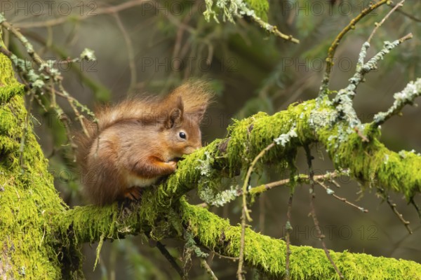 Red squirrel (Sciurus vulgaris) adult animal on a tree branch, Yorkshire, England, United Kingdom, Europe