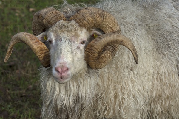 Portrait of a male moorland snook with horn (Ovis aries), Rehna, Mecklenburg-Western Pomerania, Germany, Europe