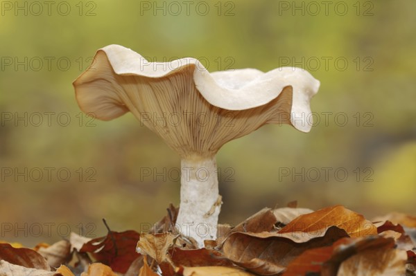 Foggy grey funnel mushroom or fog cap (Lepista nebularis, Clitocybe nebularis), North Rhine-Westphalia, Germany, Europe