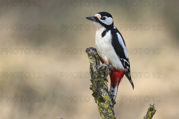 Great spotted woodpecker (Dendrocopos major), Austria, Upper Austria, Europe