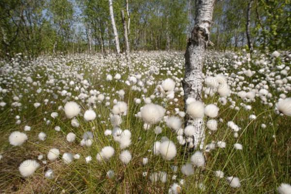 Hare's-tail cottongrass (Eriophorum vaginatum) in a bog, fruit stand, cottongrass flower, Lower Saxony, Germany, Europe