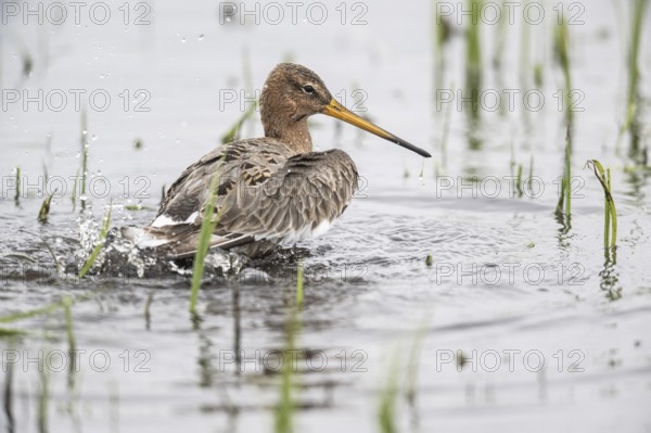 Black-tailed godwit (Limosa limosa), bathing, Lower Saxony, Germany, Europe