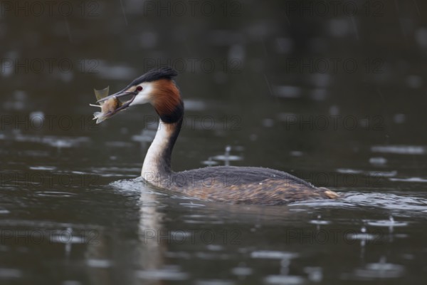 Great crested grebe (Podiceps cristatus) adult bird on a lake with a Bullhead fish in its beak, England, United Kingdom, Europe