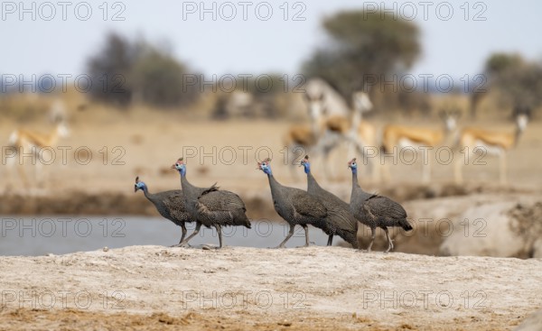 Helmeted guinea fowl (Numida meleagris), group at the waterhole, Nxai Pan National Park, Botswana, Africa