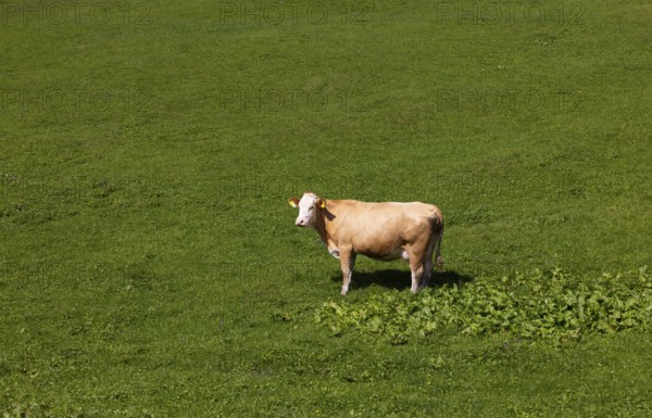 Cow in a meadow on the Alpbichlalm, Osterhorngruppe, Salzkammergut, Salzburg province, Austria, Europe