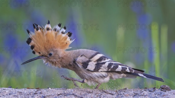 Hoopoe (Upupa epops) Bird of the Year 2022, female in search of food, raised canopy, golden hour, backlight, sunlight, rising sun, Middle Elbe Biosphere Reserve, Saxony-Anhalt, Germany, Europe