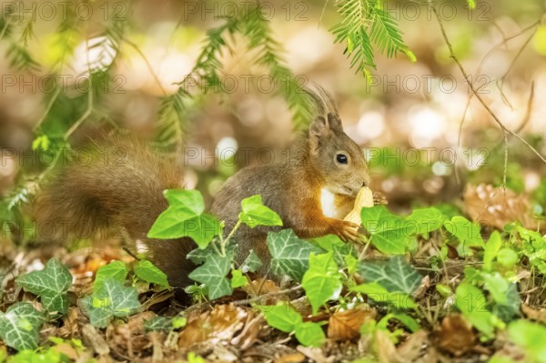 Red squirrel (Sciurus vulgaris) in a forest, Bavaria, Gernany