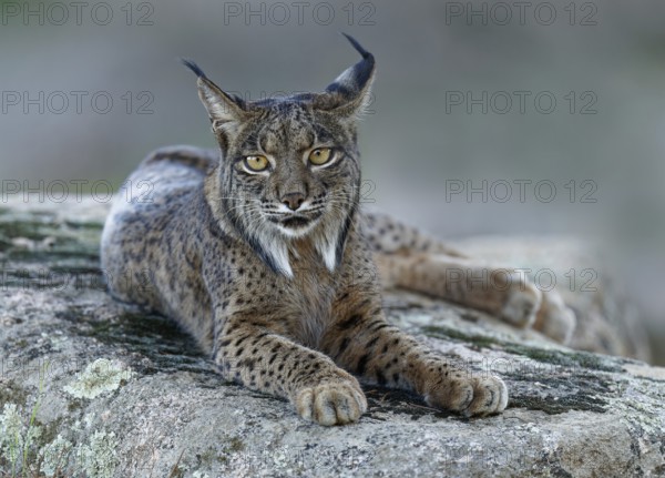 Lynx (Lynx pardinus), portrait, evening, forest, Andalusia Spain