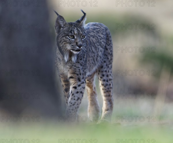 Lynx pardinus, Castilla-La Mancha, Spain, Europe