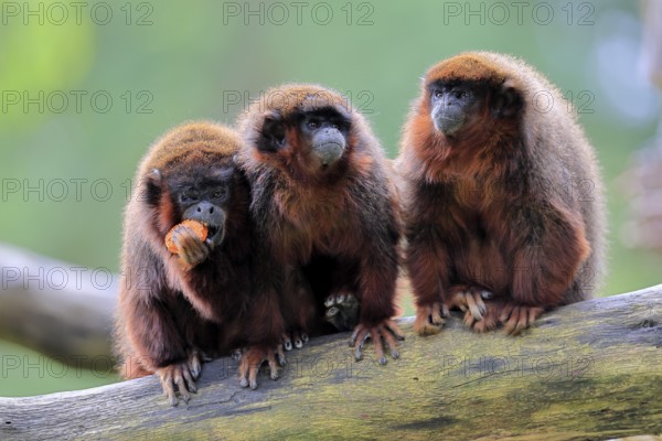 Coppery titi (Plecturocebus cupreus, Syn.: Callicebus cupreus), three coppery titi, group, feeding, adult, alert, tree trunk, South America