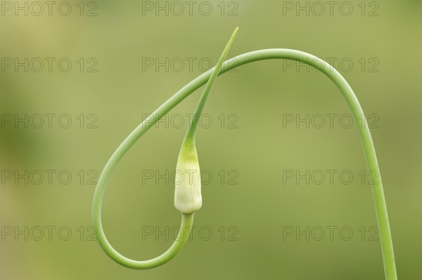Garlic (Allium sativum), flower bud, North Rhine-Westphalia, Germany, Europe