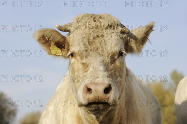 Charolais cattle (Bos primigenius taurus), portrait, North Rhine-Westphalia, Germany, Europe