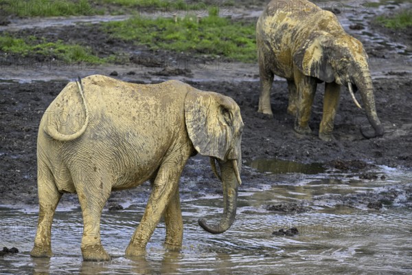 African forest elephants (Loxodonta cyclotis) in the Dzanga Bai forest clearing, Dzanga-Ndoki National Park, Unesco World Heritage Site, Dzanga-Sangha Complex of Protected Areas (DSPAC), Sangha-Mbaéré Prefecture, Central African Republic, Africa