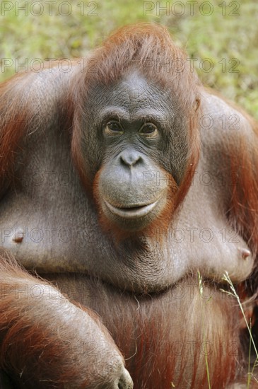 Bornean orangutan (Pongo pygmaeus), female, captive, occurring on Borneo