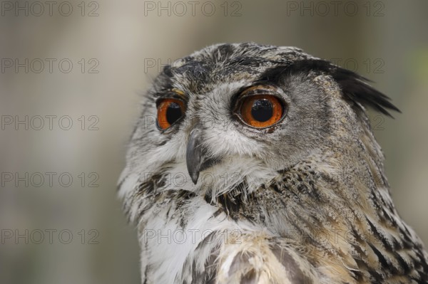 Eurasian eagle-owl (Bubo bubo), portrait, captive, North Rhine-Westphalia, Germany, Europe
