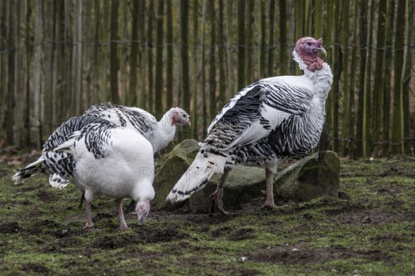 Cröllwitz turkeys (Meleagris gallopavo f. domestica), Tierpark Nordhorn, Lower Saxony, Germany, Europe