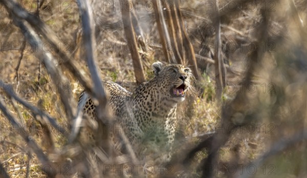 Leopard (Panthera pardus) between dense bushes, adult, Kruger National Park, South Africa, Africa