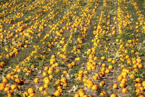Pumpkin field, ripe pumpkins, shortly in front of harvest, near Neuss, North Rhine-Westphalia, Germany, Europe