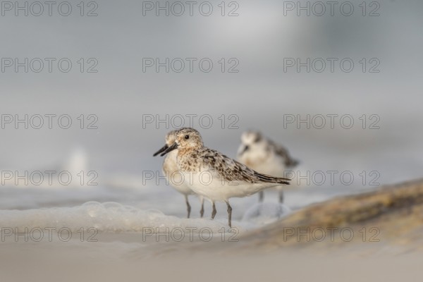 Sanderling (Calidris alba) feeding on a beach. Camaret sur mer, Crozon, Finistere, Brittany, France, Europe