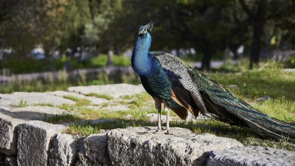 A colourful peafowl (pavo) stands on ancient stone ruins in the green, Filerimos, hill not far from Rhodes town, Ancient State of Ialyssos, Rhodes, Dodecanese, Greek Islands, Greece, Europe