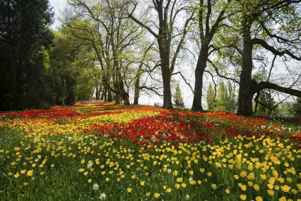 Park and flower meadow with colourful tulips, Mainau Island, Lake Constance, Baden-Württemberg, Germany, Europe