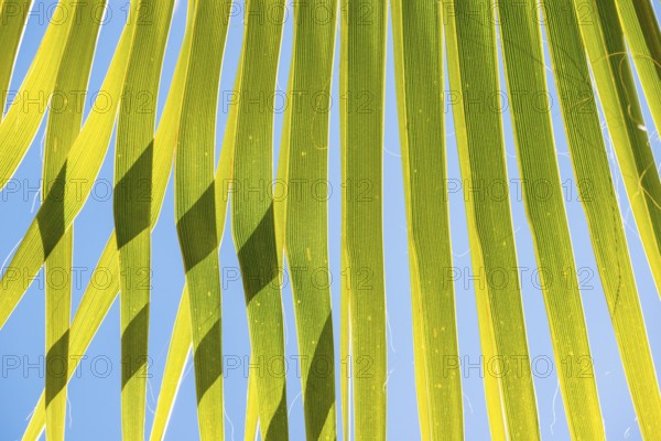 Sunlit palm leaf with shadow play of the leaves and leaf veins, cloudless blue sky in the background, close-up shows the texture and green colour gradient, close-up, backlight, Peguera or Paguera, municipality of Calvià, Serra de Tramuntana, south coast, Majorca, Spain, Europe