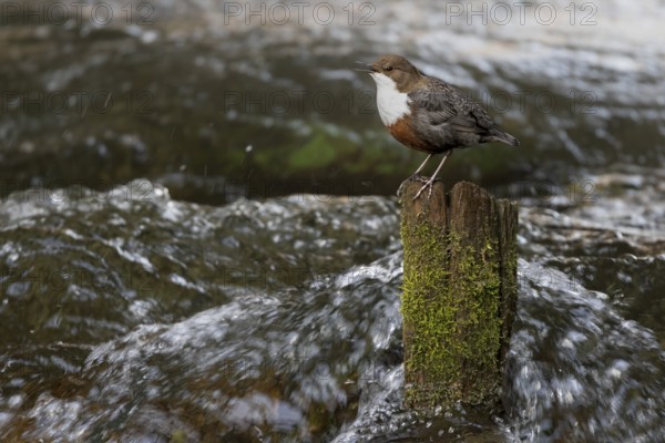 White-throated Dipper (Cinclus cinclus) singing on an old wooden pole in the water, Austria, Upper Austria, Europe